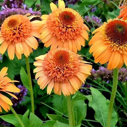 Coneflower Seeds - Double Orange
