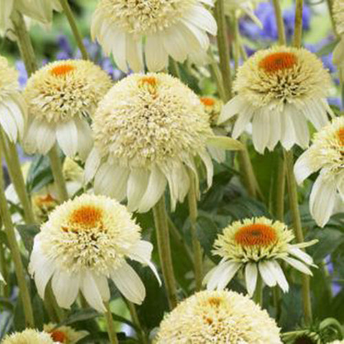 Coneflower Seeds - Cream & Orange Crown