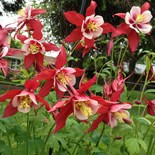 Columbine Seeds - Red & Yellow