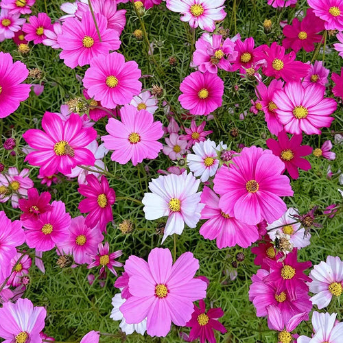 Cosmos Seeds - Magenta Dark Ring
