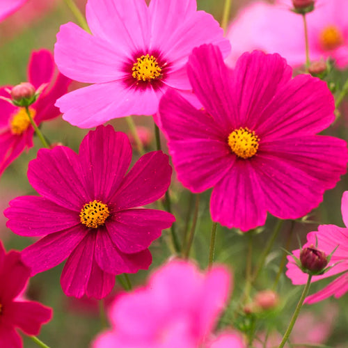 Cosmos Seeds - Magenta Pink