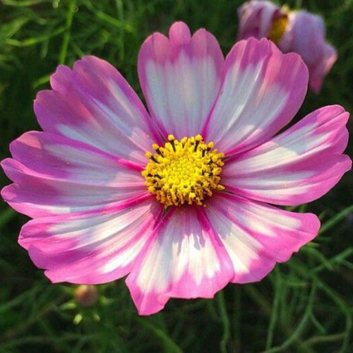 Cosmos Seeds - Pink Picotee