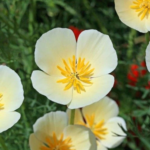 California Poppy Seeds - Ivory Single
