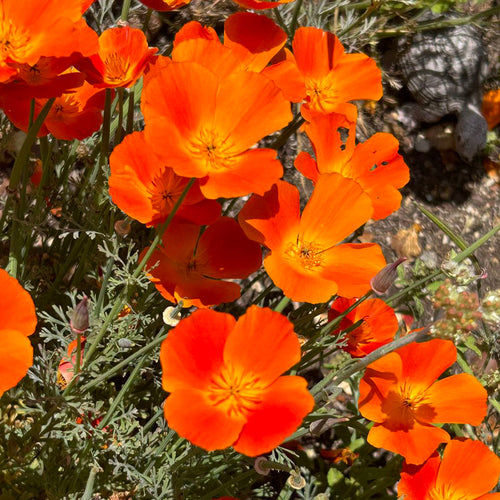California Poppy Seeds - Red & Yellow