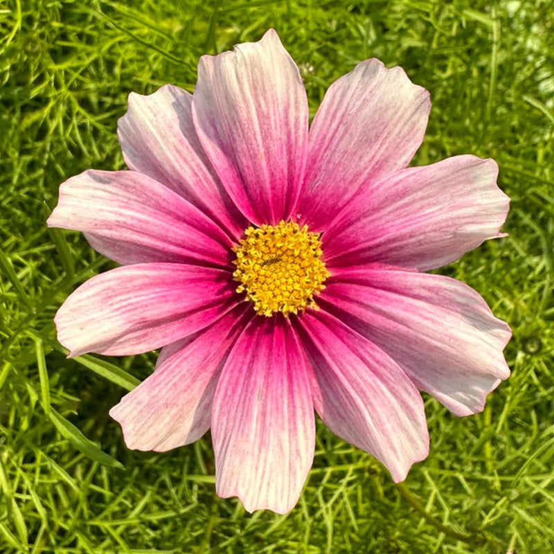 Cosmos Seeds - Watermark Pink