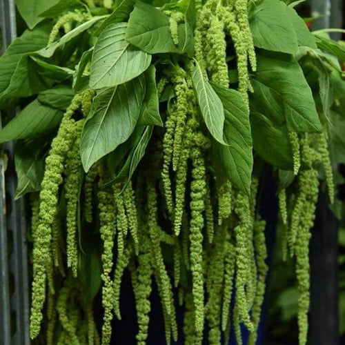 Amaranthus Seeds - Green Tails