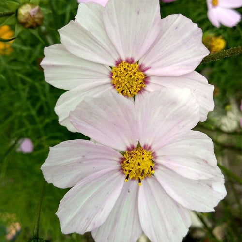 Cosmos Seeds - Soft Pink Ring