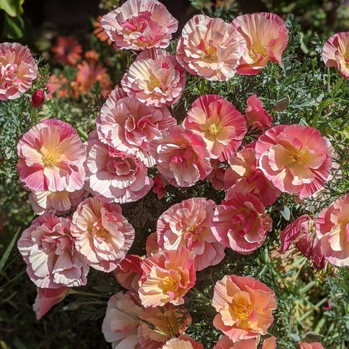 California Poppy Seeds - Ruffled Picotee