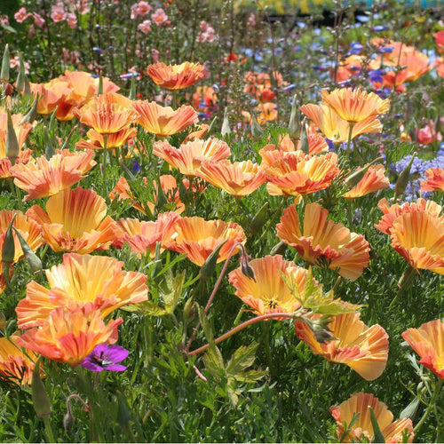 California Poppy Seeds - Salmon Coral