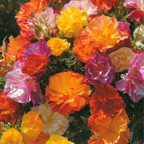 California Poppy Seeds - Double Ruffled Mix