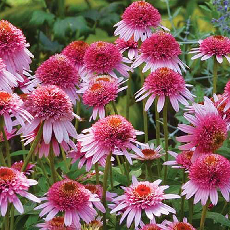 Coneflower Seeds - Pink & Copper Crown