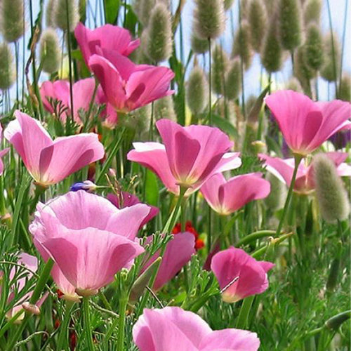 California Poppy Seeds - Pink & Cream