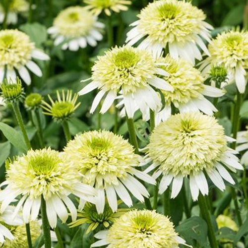 Coneflower Seeds - Double White Green