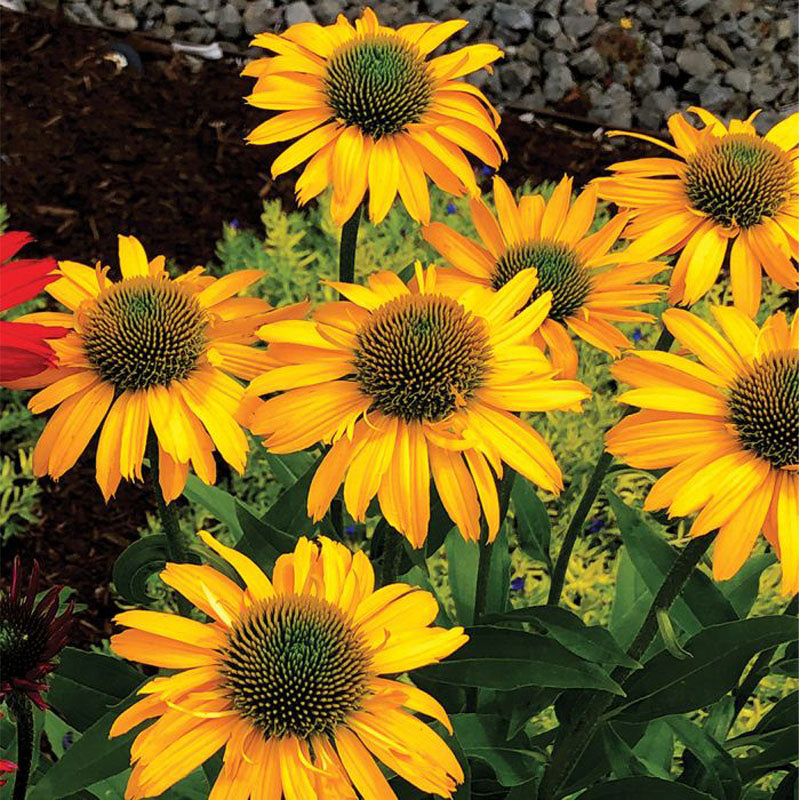 Coneflower Seeds - Yellow Green-Cone
