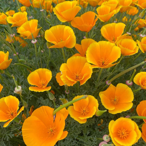 California Poppy Seeds - Golden Yellow