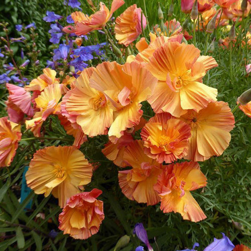 California Poppy Seeds - Peach Ruffled