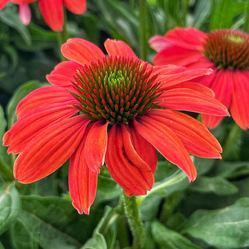 Coneflower Seeds - Deep Red