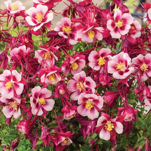 Columbine Seeds - Red & White Star