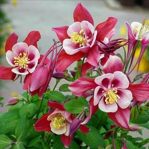 Columbine Seeds - Pink Bicolor