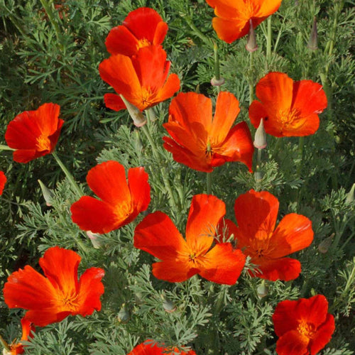 California Poppy Seeds - Red & Yellow