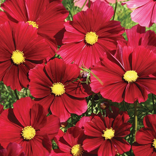 Cosmos Seeds - Deep Red
