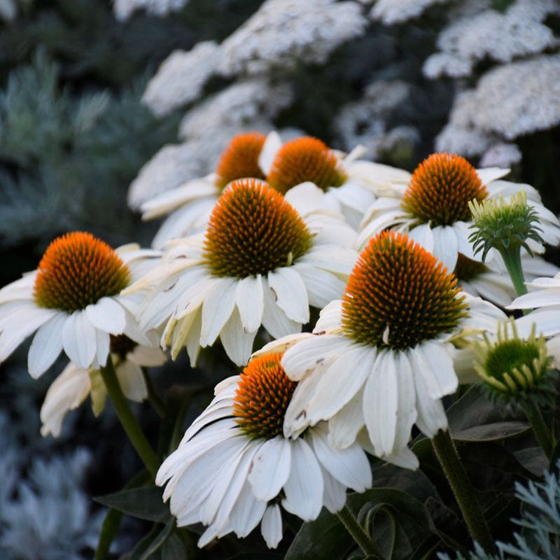 Coneflower Seeds - White Swan