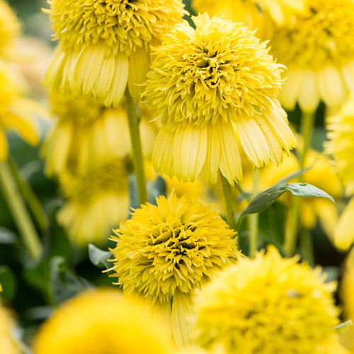 Coneflower Seeds - Double Yellow