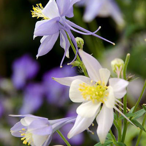 Columbine Seeds - Light Blue & White