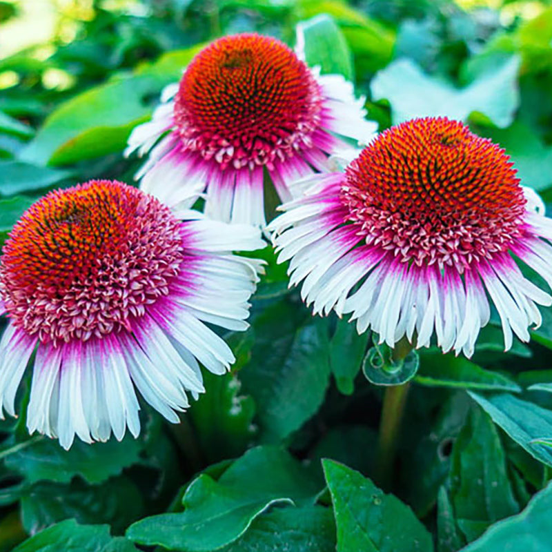 Coneflower Seeds - Double Pink & White