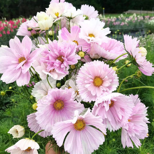 Cosmos Seeds - Striped Pink