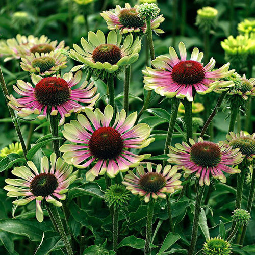 Coneflower Seeds - Green Twister