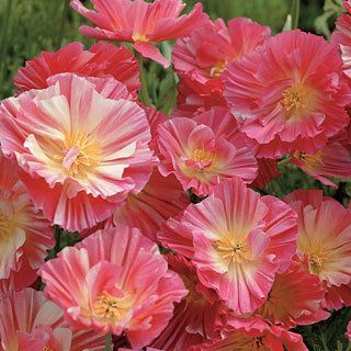California Poppy Seeds - Ruffled Pastel