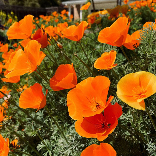 California Poppy Seeds - Bright Orange