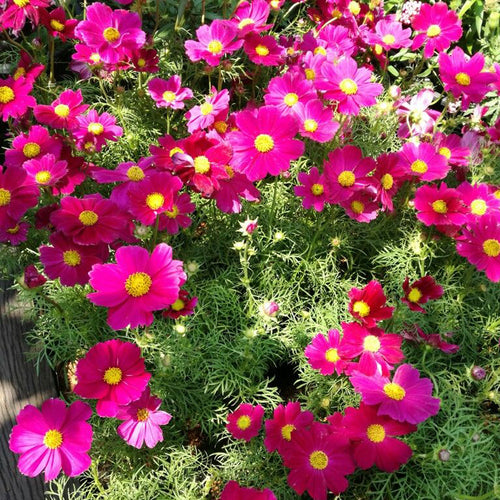 Cosmos Seeds - Magenta Pink