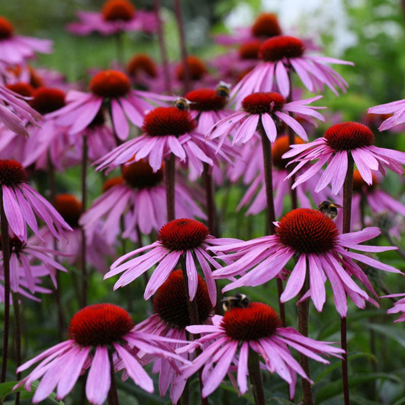 Coneflower Seeds - Classic Pink