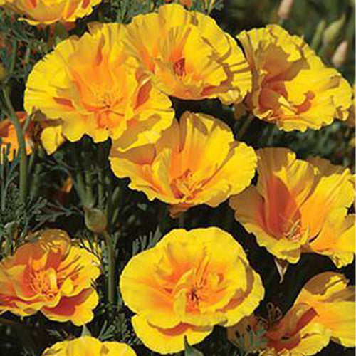 California Poppy Seeds - Golden Semi-Double