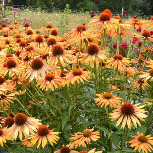 Coneflower Seeds - Double Orange