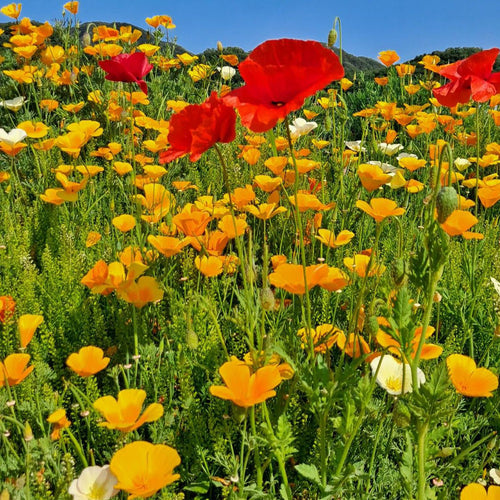 California Poppy Seeds - Golden Yellow