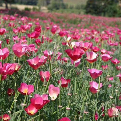 California Poppy Seeds - Pink Bicolor