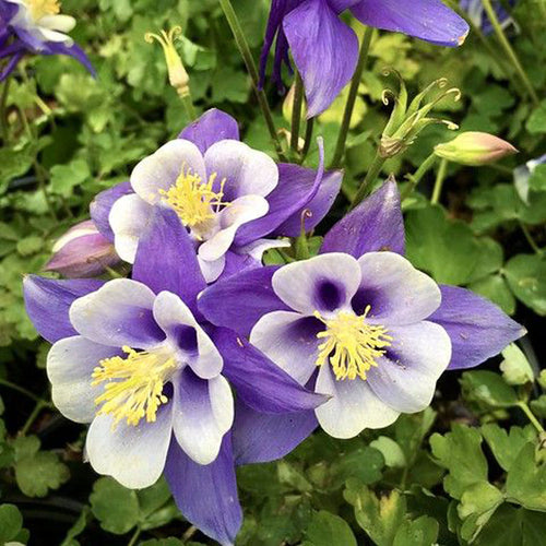 Columbine Seeds - Deep Blue