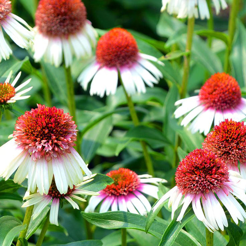 Coneflower Seeds - Double Pink & White