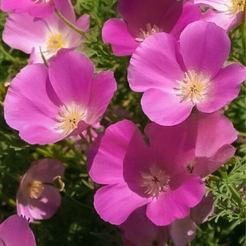 California Poppy Seeds - Pink & Cream