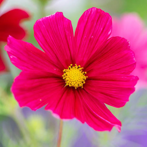 Cosmos Seeds - Magenta Pink