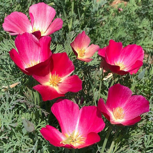 California Poppy Seeds - Pink Bicolor