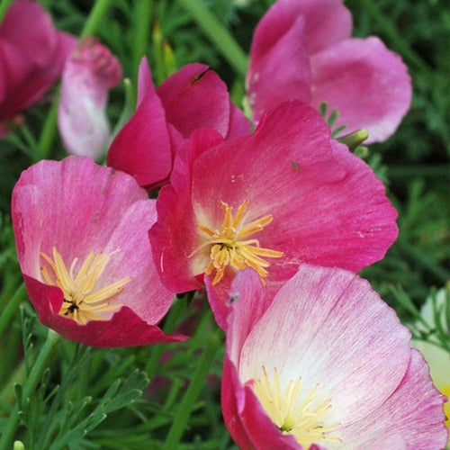 California Poppy Seeds - Pink & Cream